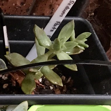 Sedum 'Pat's Pink'