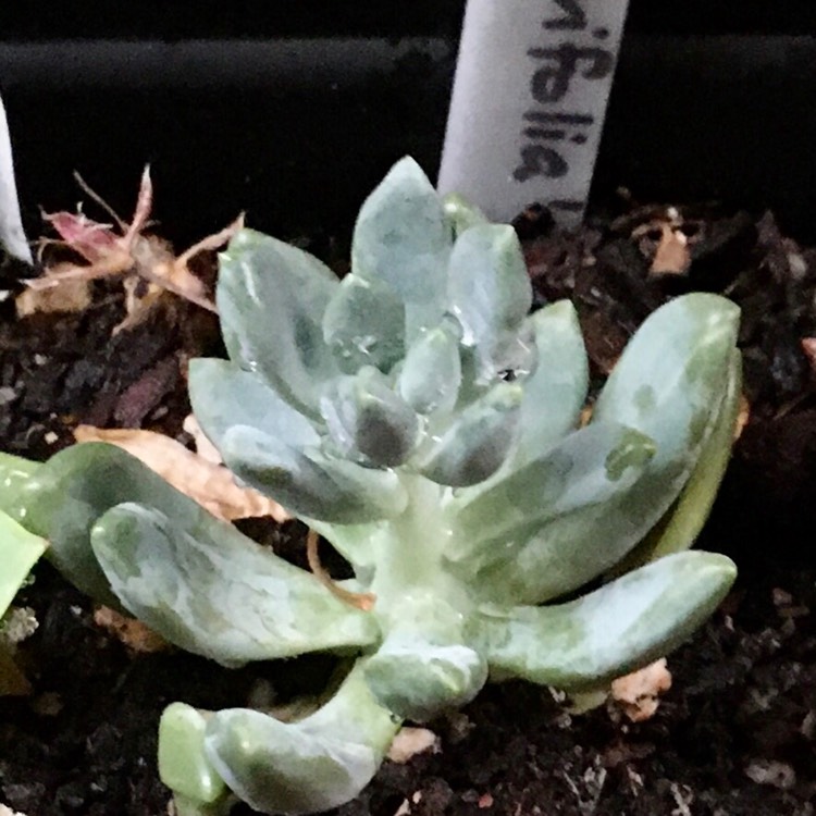 plant image 1218712
