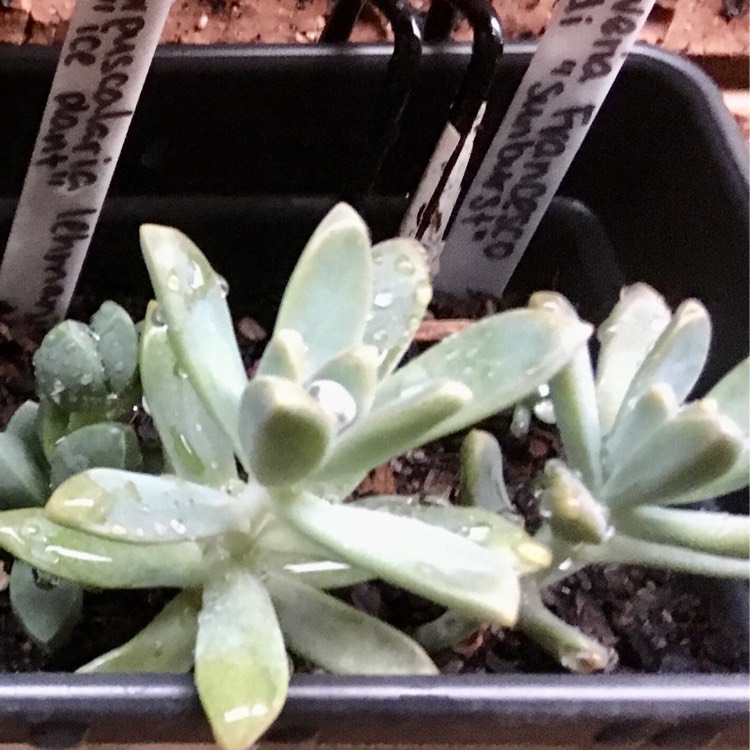 plant image 1218716