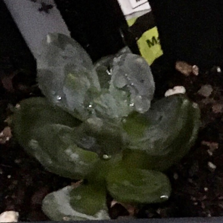 plant image 1218719