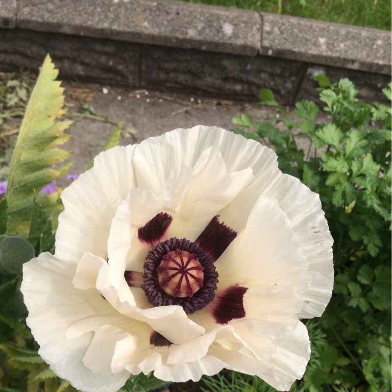 Kim's garden