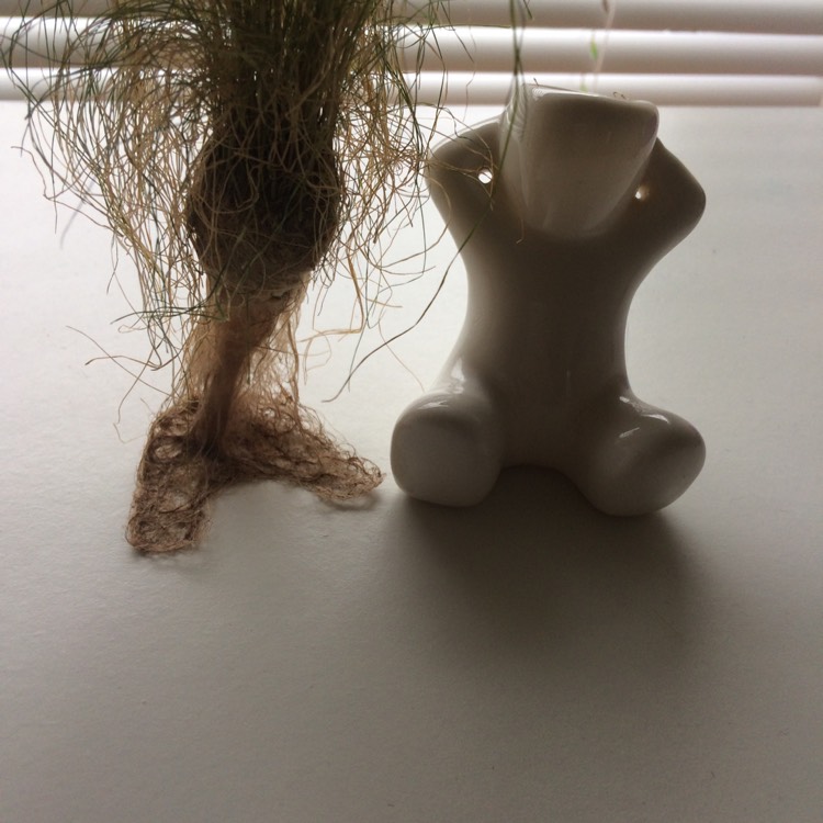 plant image 345279