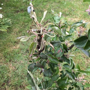 Apple 'Braeburn'