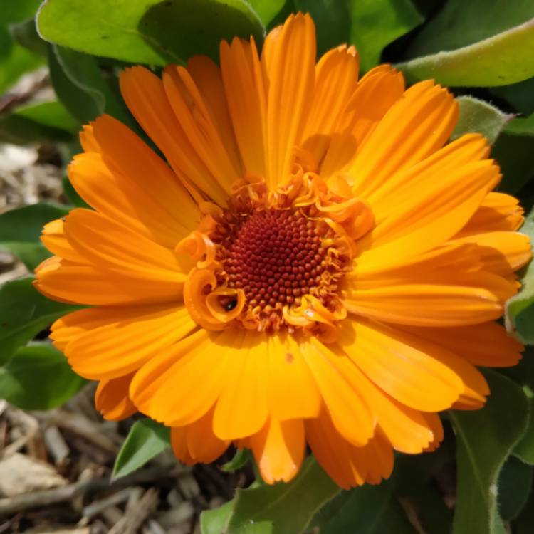 plant image 1001447