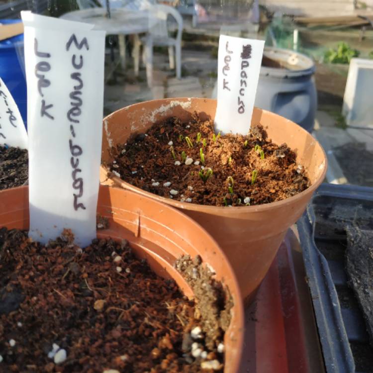 plant image 1004128