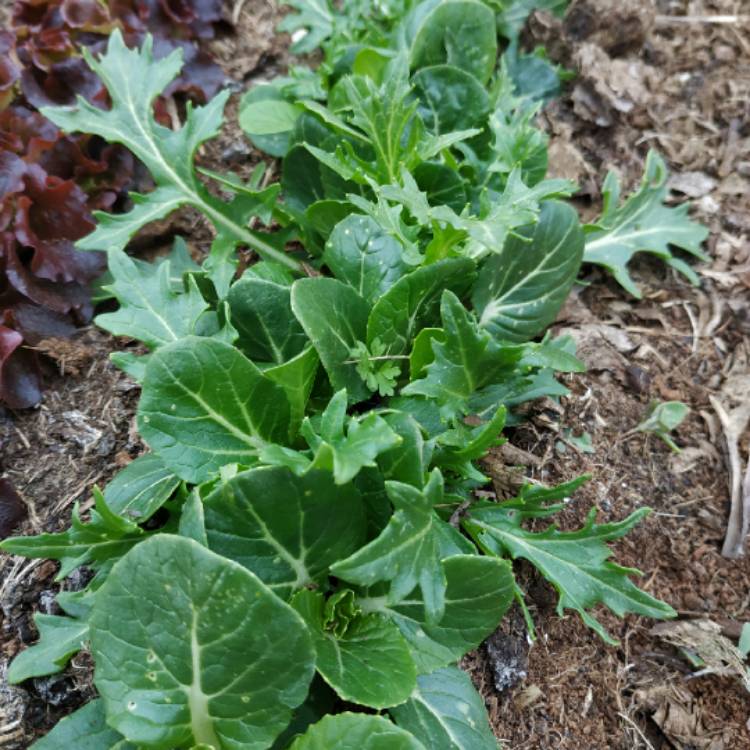 plant image 1010014