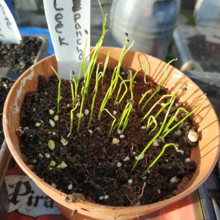 plant image 1012240