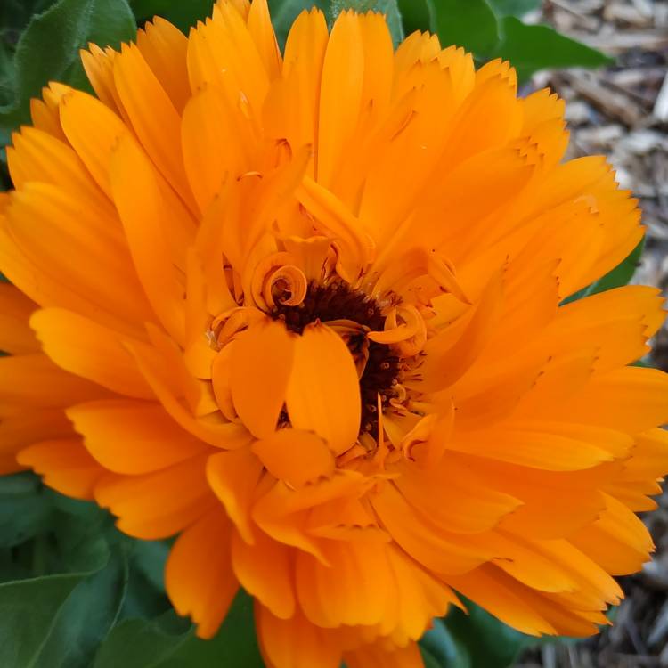 plant image 1012246