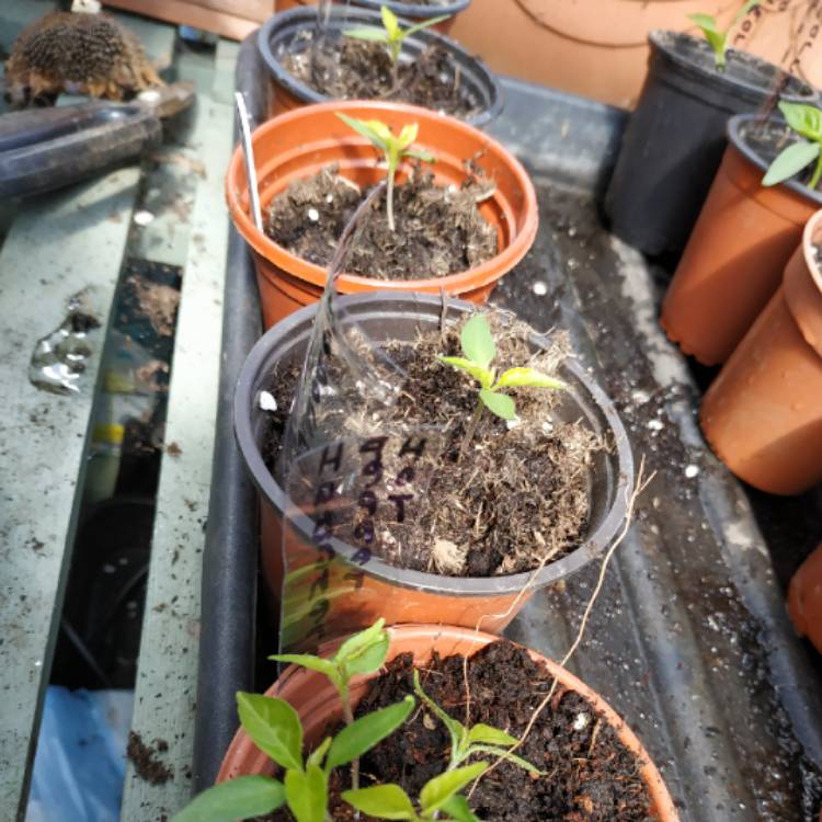 plant image 1014110