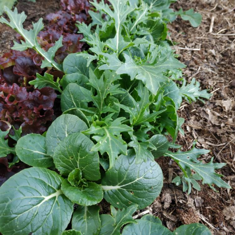 plant image 1016588