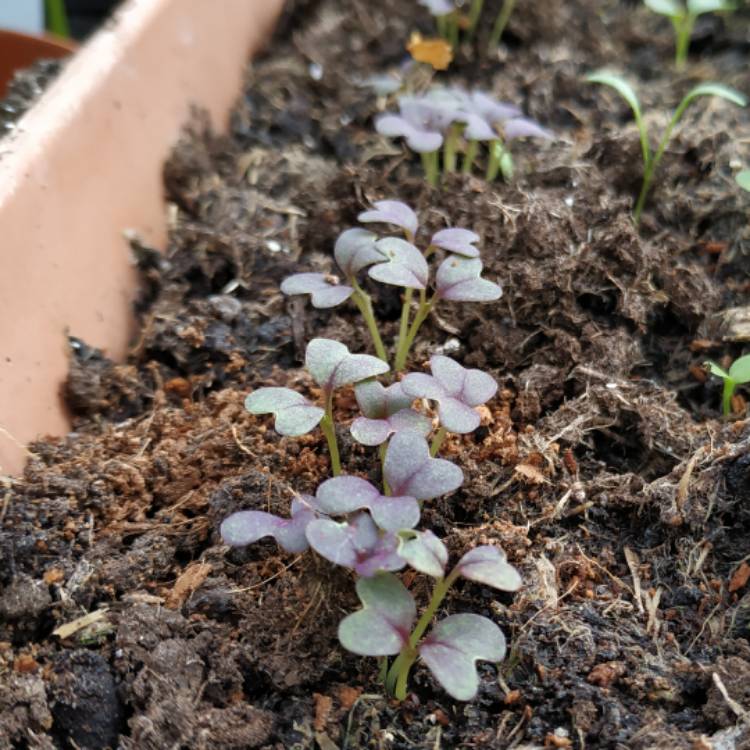 plant image 1018633 plant image 1018633