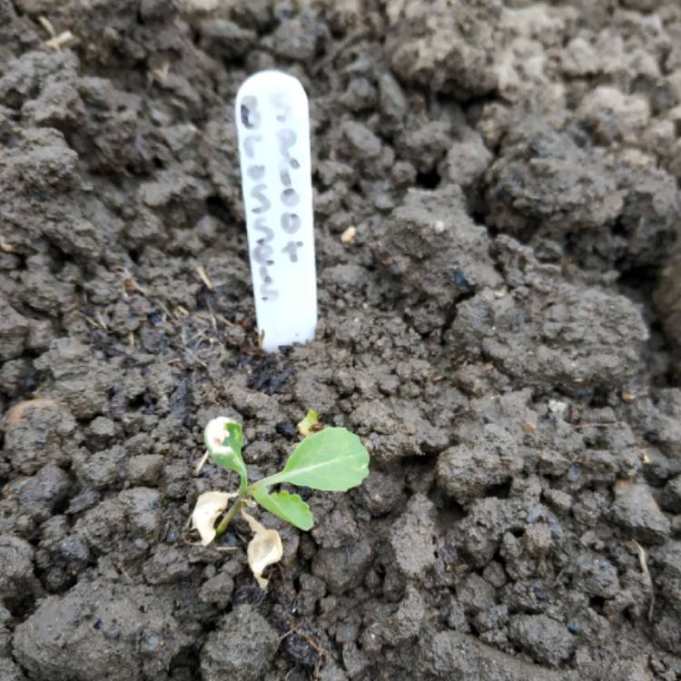 plant image 1018864