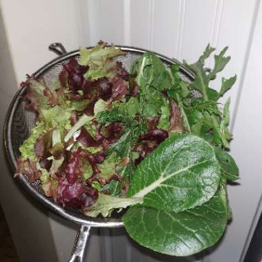 Lactuca sativa
