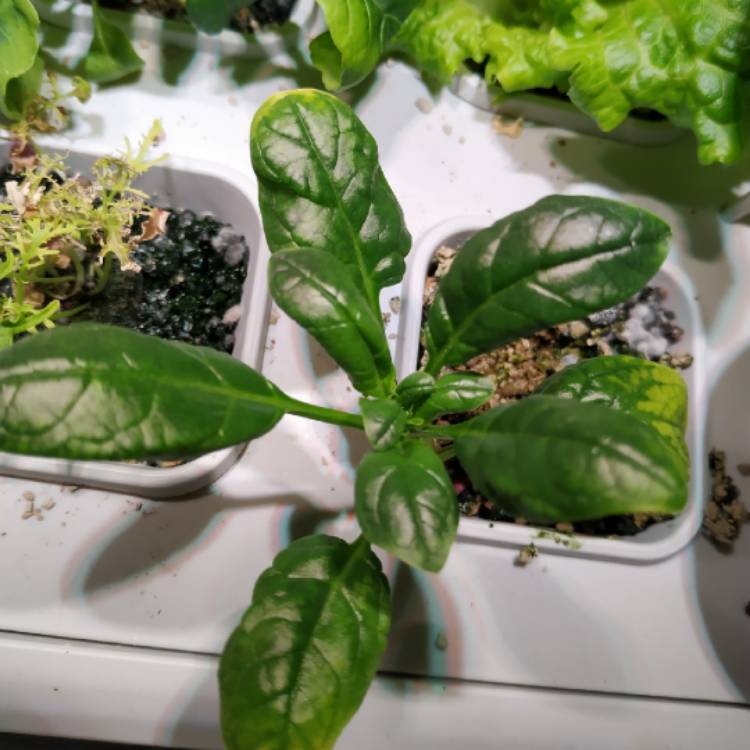 plant image 1023098