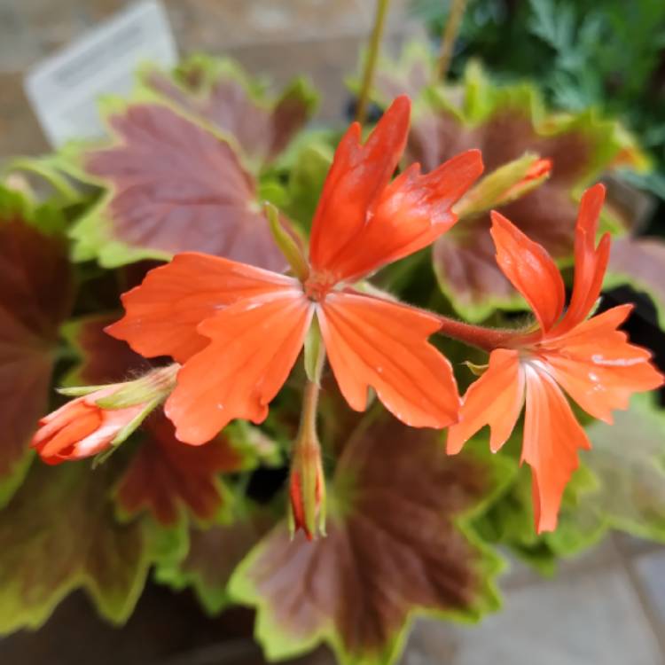 plant image 1027222 plant image 1027222