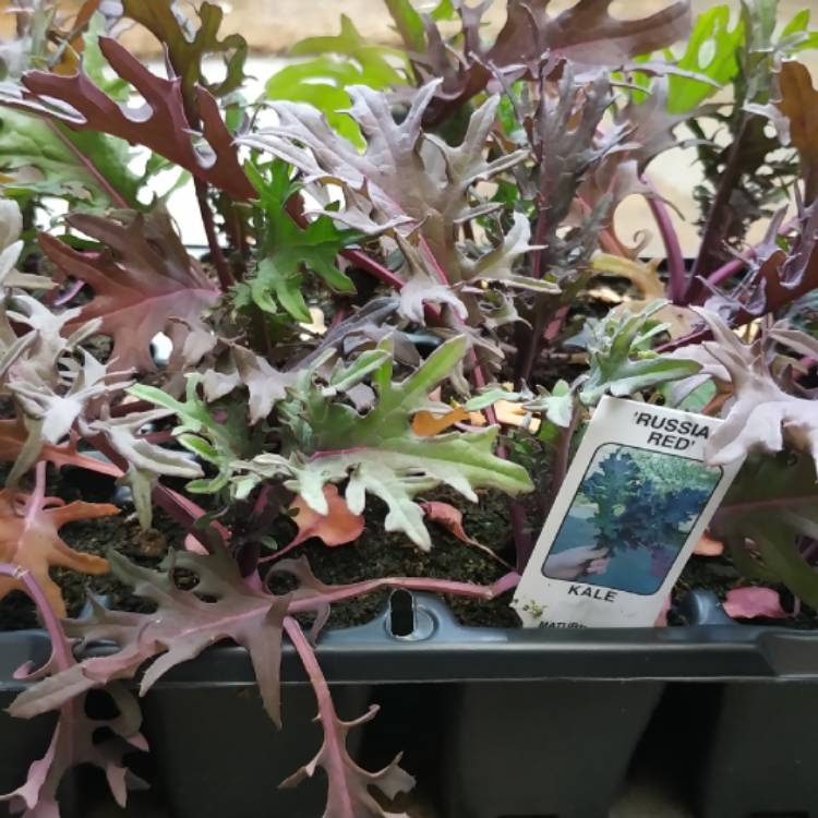 plant image 1027274