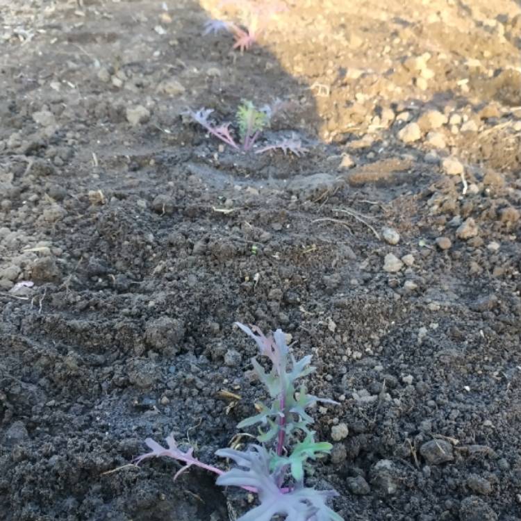plant image 1027522