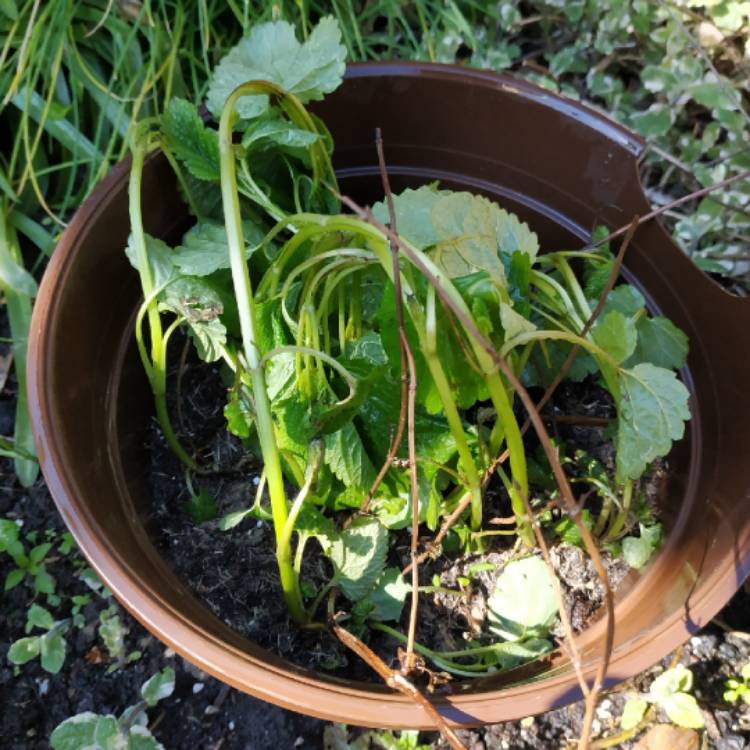 plant image 1028150