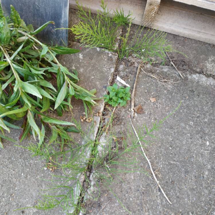 Plant image Equisetum arvense