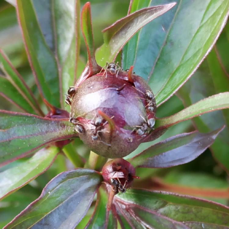 plant image 1031169