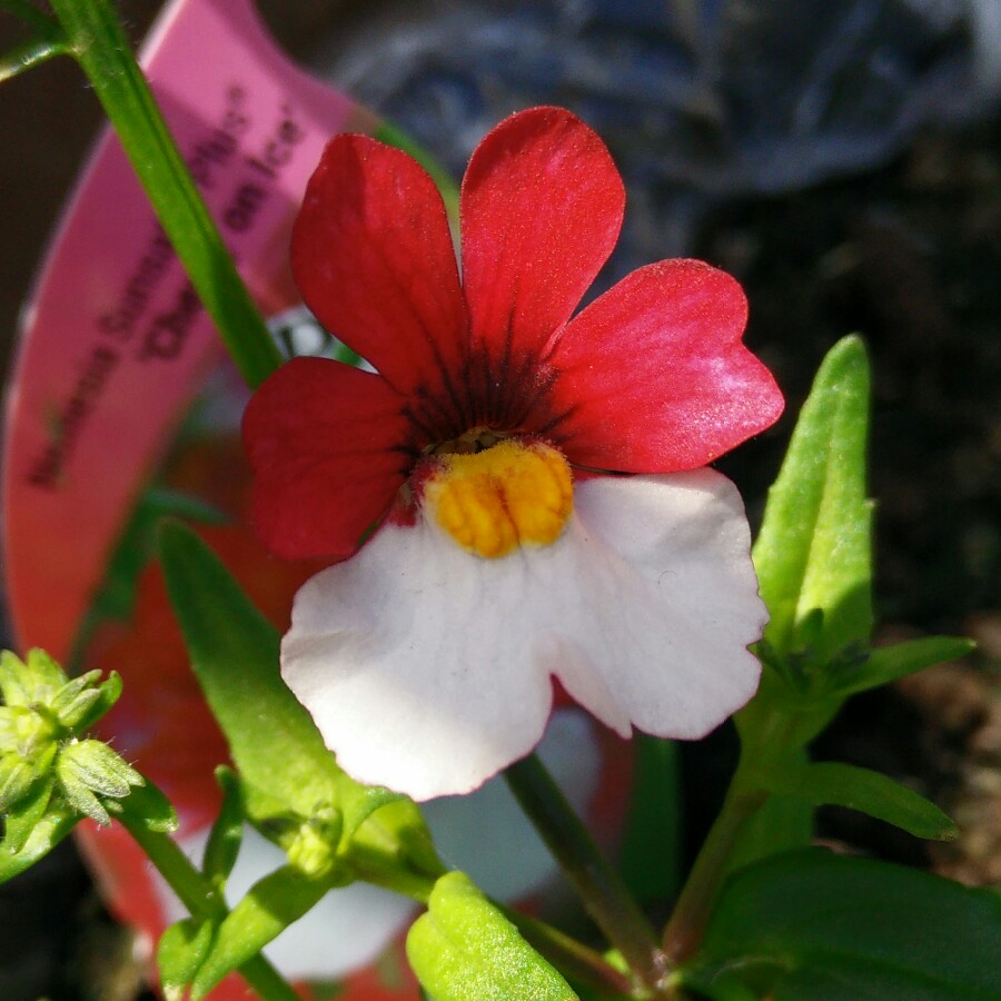 plant image 104268 plant image 104268