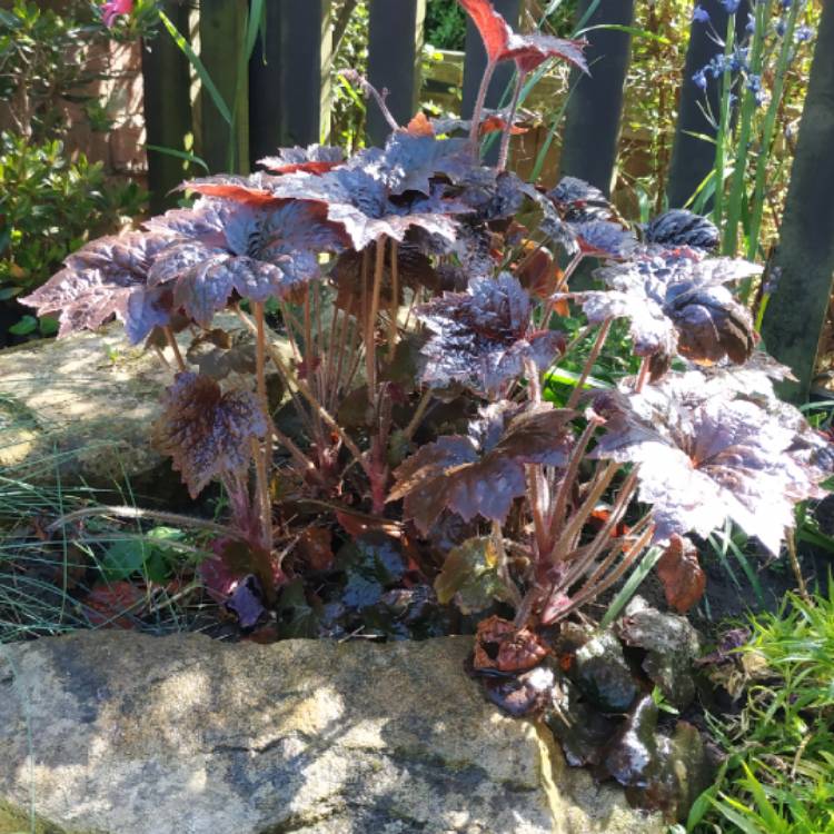 Plant image Heuchera villosa 'Palace Purple' syn. Heuchera sanguinea 'Palance Purple', Heuchera micrantha 'Palace Purple'
