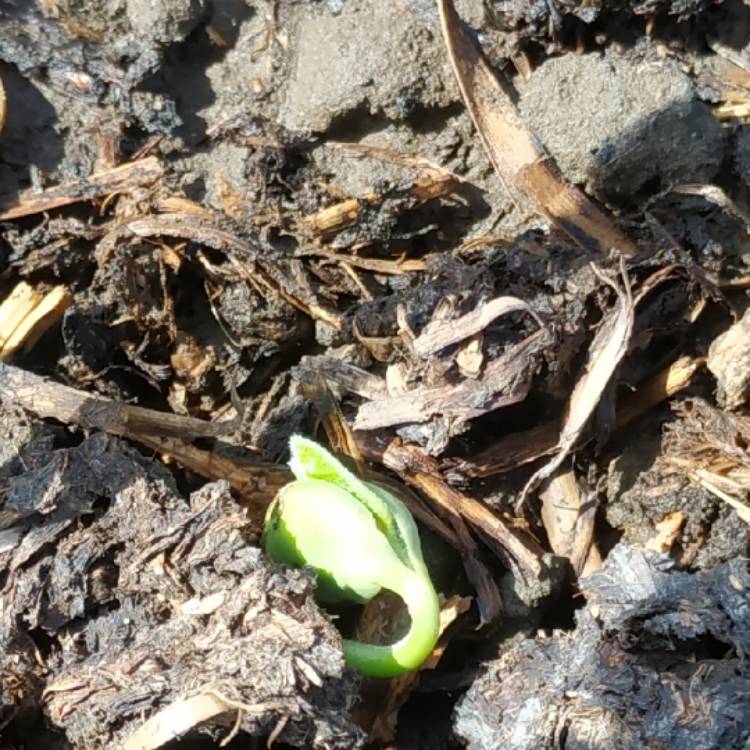 Plant image Glycine max