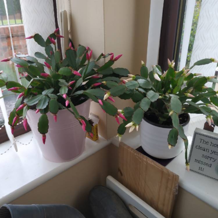 plant image 1057959 plant image 1057959