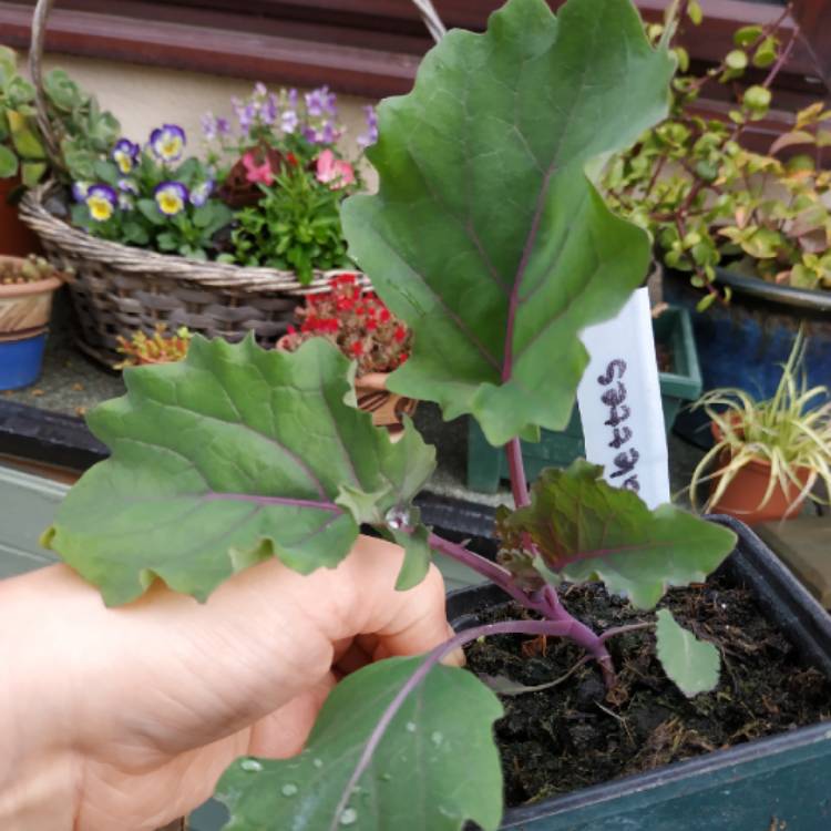 plant image 1057975 plant image 1057975