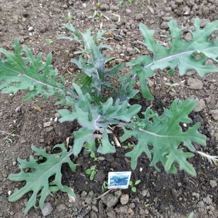plant image 1060688