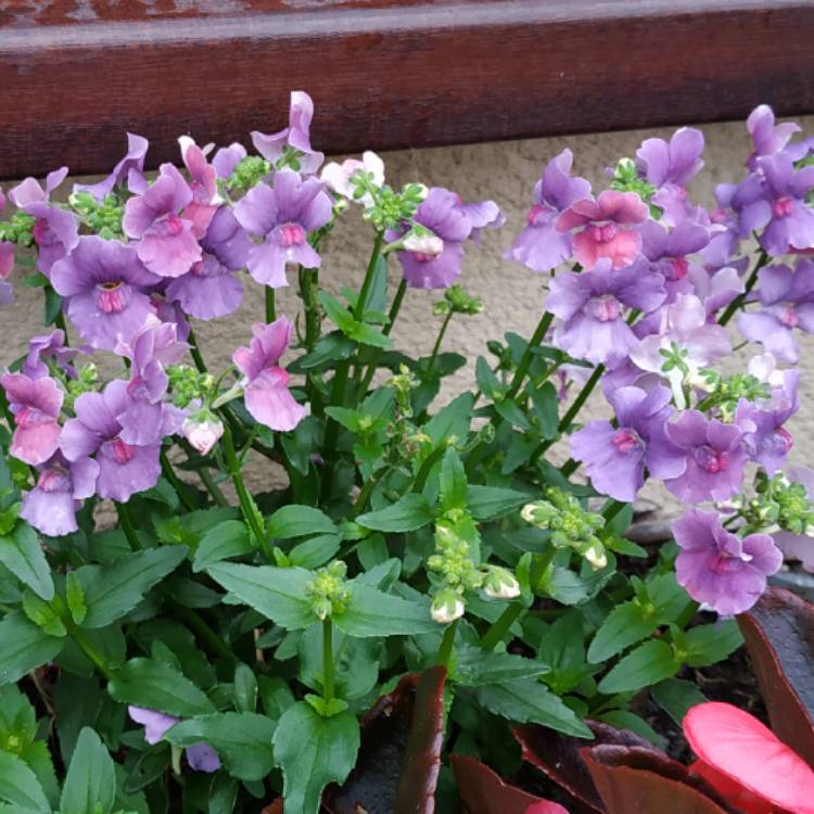 plant image 1064763 plant image 1064763