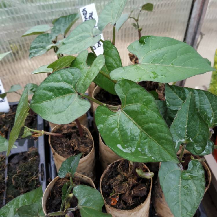 plant image 1067636 plant image 1067636