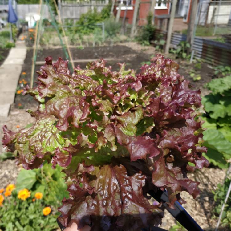 plant image 1074548 plant image 1074548