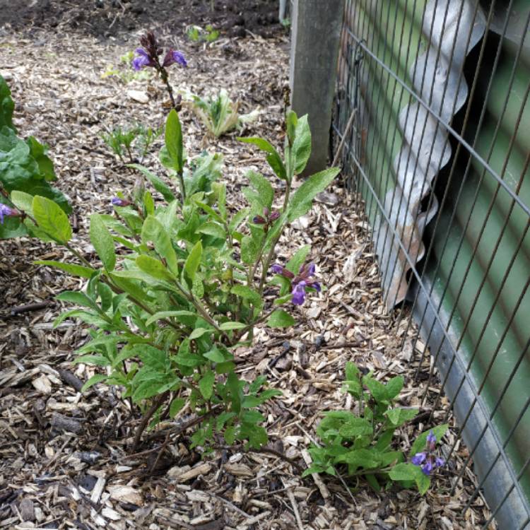 plant image 1075383 plant image 1075383
