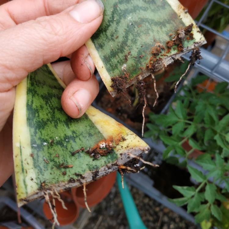 plant image 1075497