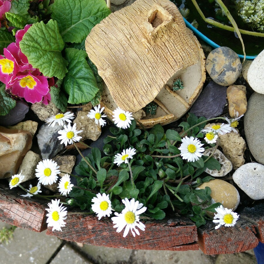 plant image 107808