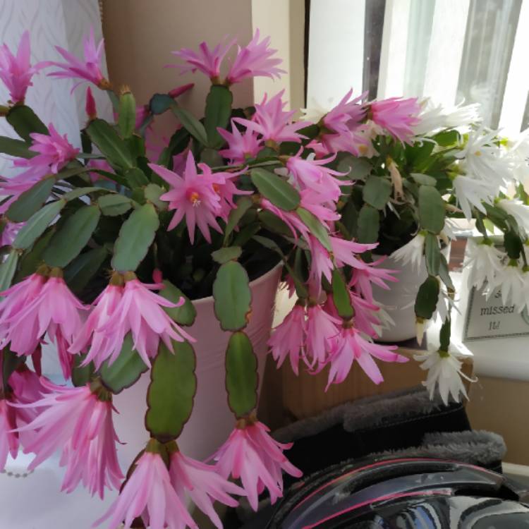 plant image 1082630 plant image 1082630