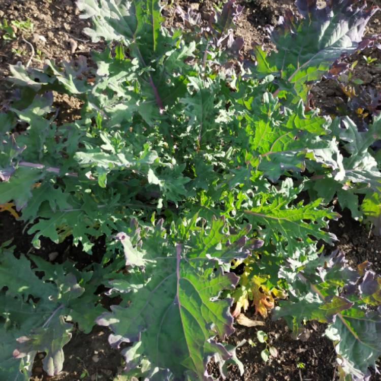 plant image 1086742