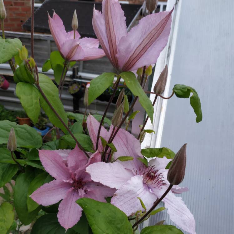 plant image 1089372 plant image 1089372