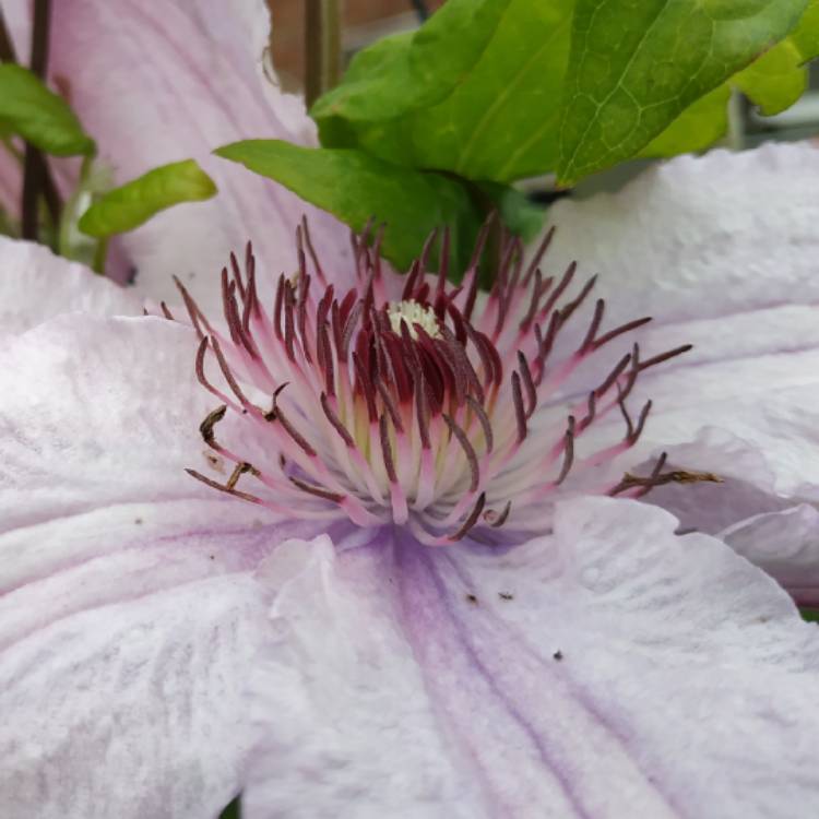 plant image 1089374 plant image 1089374