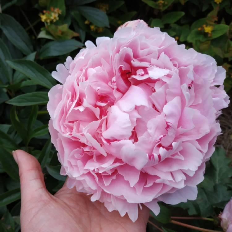 plant image 1089431