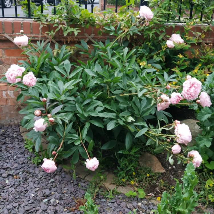 plant image 1089438