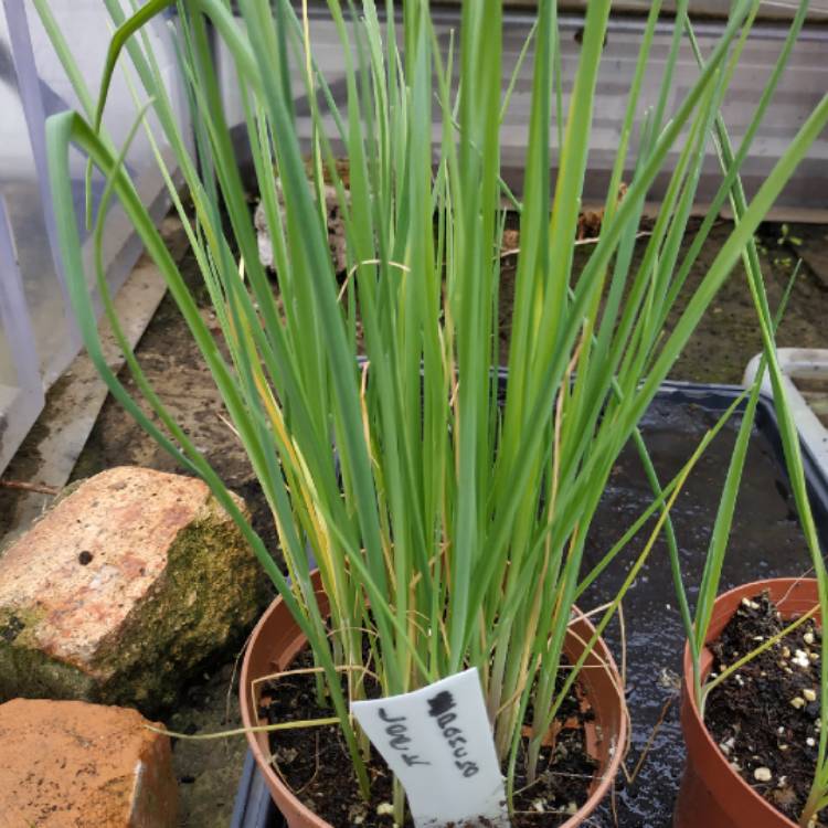 plant image 1092279
