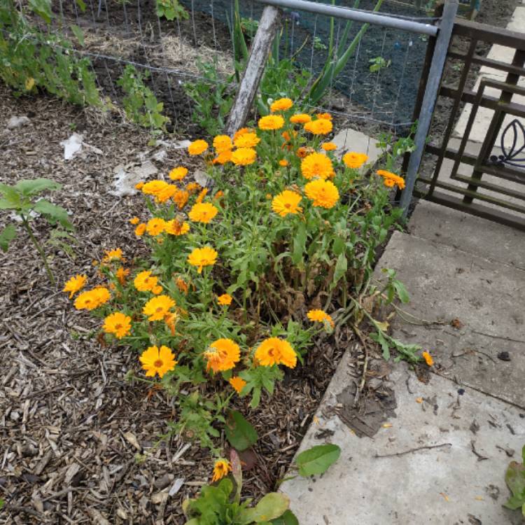 plant image 1092285
