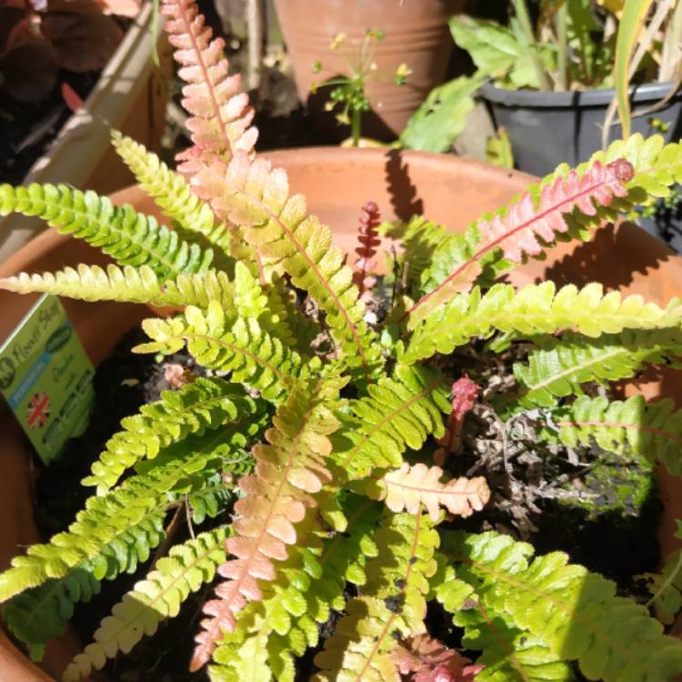 plant image 1093038 plant image 1093038