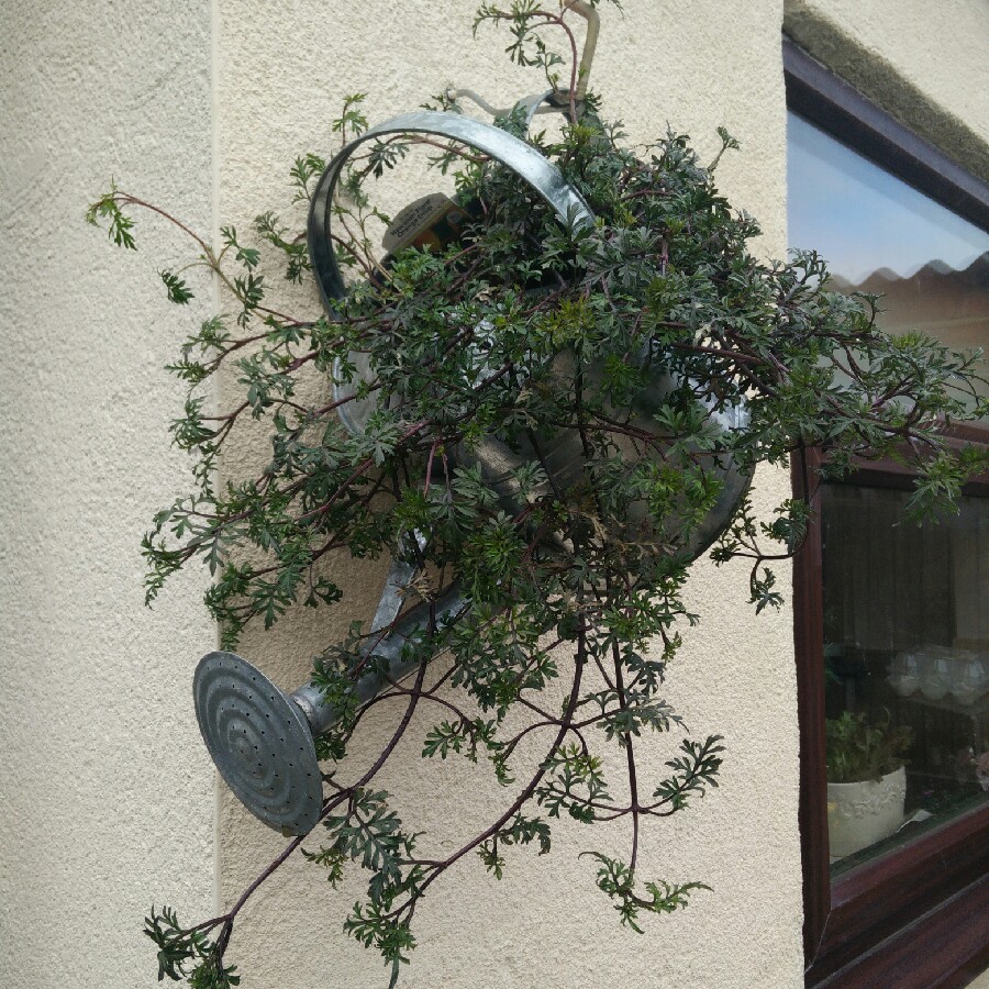 plant image 109614