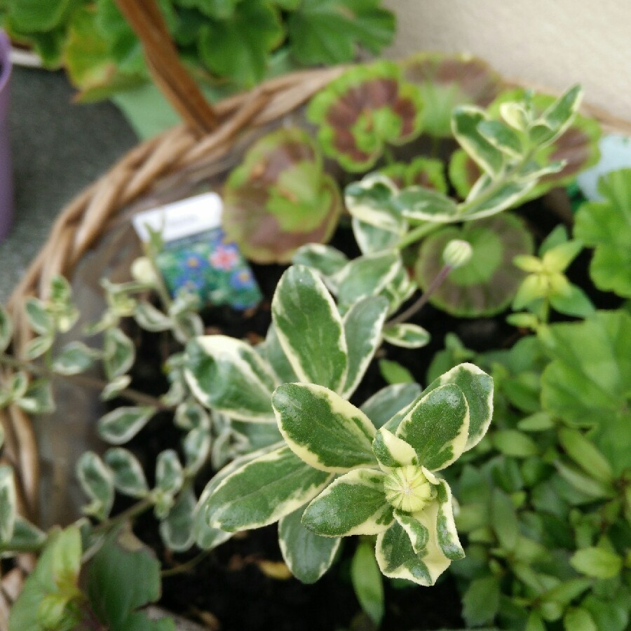 plant image 110437