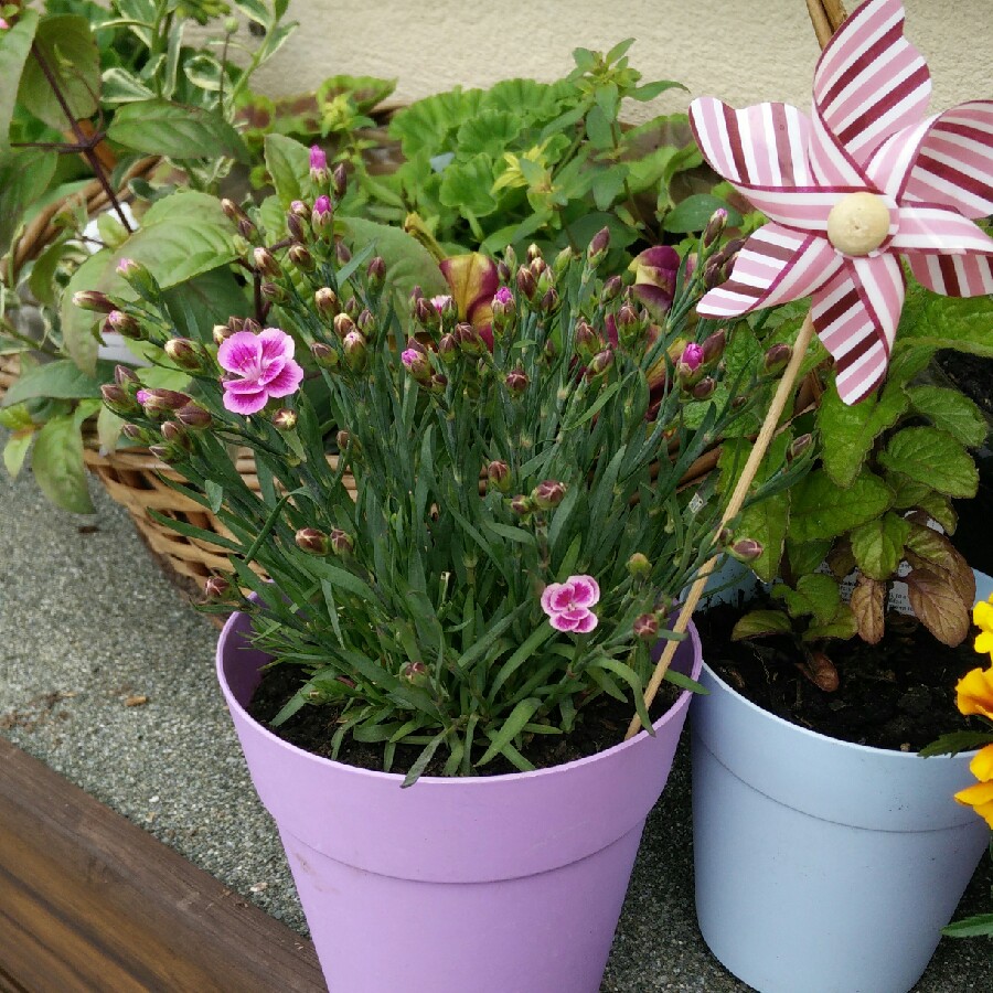 plant image 110445 plant image 110445