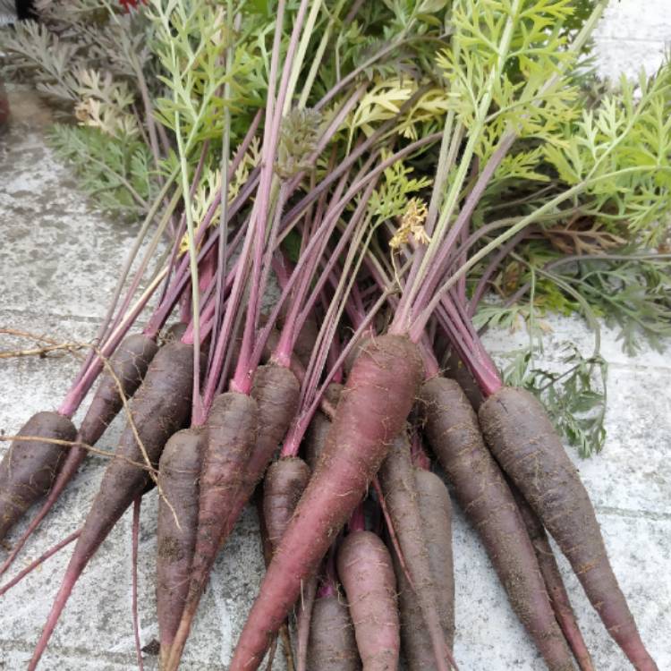 plant image 1111285 plant image 1111285