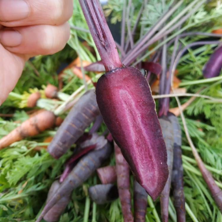 plant image 1111574 plant image 1111574
